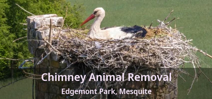 Chimney Animal Removal Edgemont Park, Mesquite - TX Chimney Animal Removal Edgemont Park, Mesquite - TX