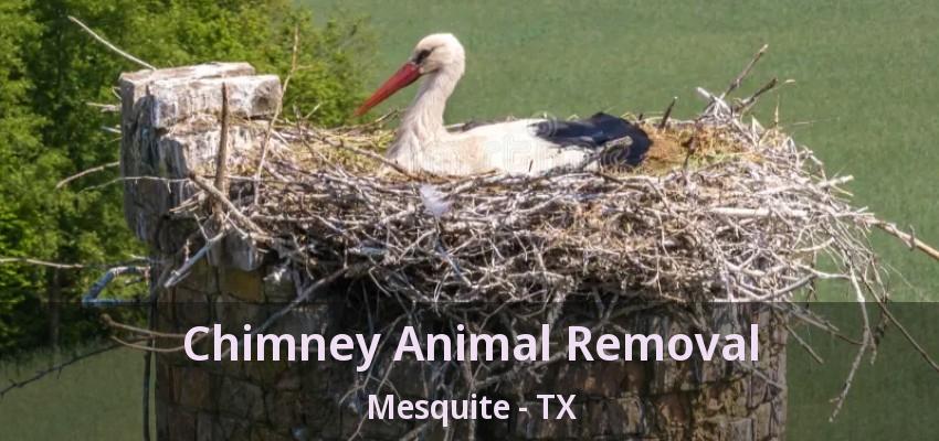 Chimney Animal Removal Mesquite - TX